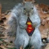squirrel's Photo